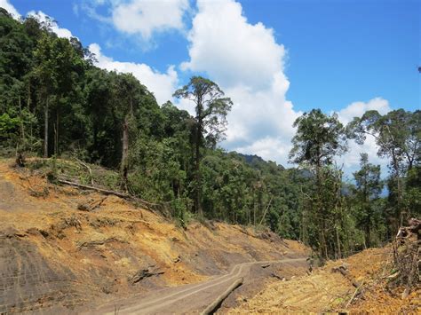 Gunung Rara Forest Reserve - raincitystudios.com