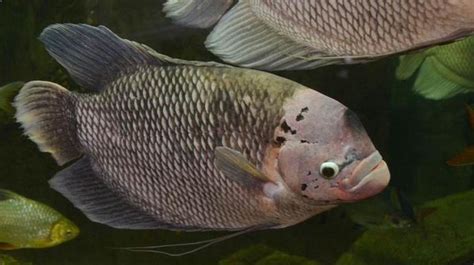 Gurame soang #gurame #petanimuda #usahaperikanan … - balustradellc