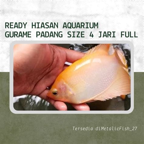 gurame ukur 4-5 jari ready berminat hub Wa.me ... - balustradellc