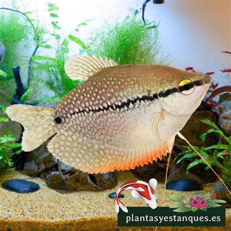 Gurami " Sapi Air " budidaya... - Fith Randa Lukman Permana - balustradellc