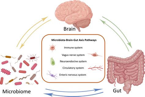 Gut Microbiome - an overview | ScienceDirect Topics - muktibox.com