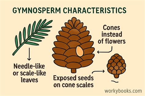 Gymnosperm | Life Cycle, Reproduction & Seeds - muktibox.com