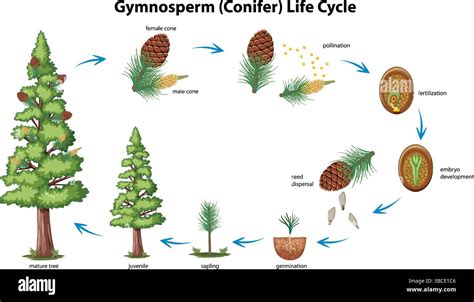 Gymnosperm life cyle - Memorial University - muktibox.com