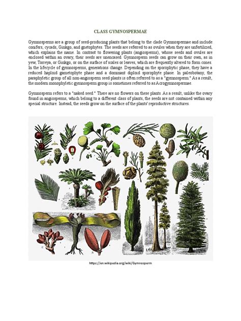 Gymnospermae | PDF | Sains & Matematika - muktibox.com