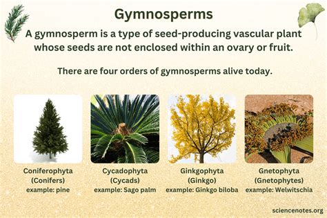Gymnosperms | OpenStax Biology 2e - Lumen Learning - muktibox.com