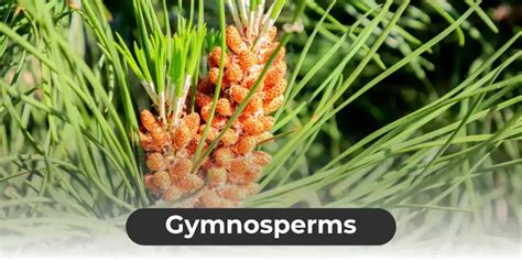 Gymnosperms and Guide.id - Visual Learning Sys - muktibox.com