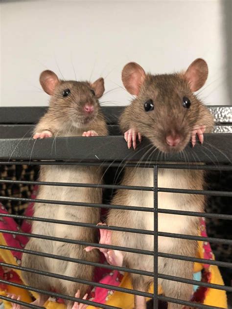 These rats are either available to go home with you now or will be very soon and all are absolutely lovely sweet babies. Had a photo shoot with some of... - The Georgia Rat Rescue.