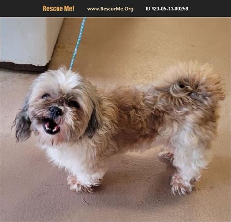 Ga shih tzu rescue. Individuals & rescue groups can post animals free." - ♥ RESCUE ME! ♥ ۬ ... Wayne County, Jesup, GA ID: 24-05-19-00362. Wags Rescue welcomes Icelyn! This tiny, 7 lb girl is as gentle as they come. She's a real sweetheart poodle/maltese. 