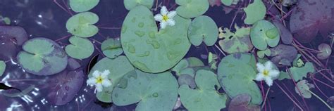 Gab Minks @Earthlymuse Onlyfans Leak PORN 😈