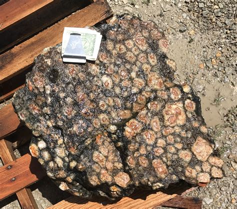 with the quartz porphyry and quartz-feldspar porphyry intrusions north of Bolloch Lake is uncertain. ... Pyroxenite, melagabbro, gabbro and porphyritic gabbro ( ...