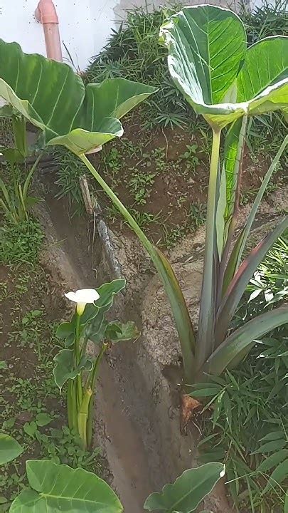 🍌 Gabiflowers Onlyfans Leak +18 197 Videos