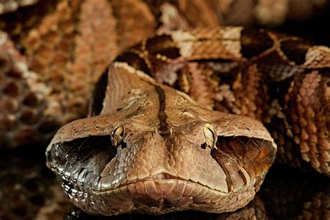 Gaboon viper for sale. Things To Know About Gaboon viper for sale. 
