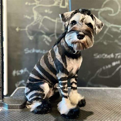 Gabriel feitosa. An International dog groomer is going viral for his very artistic design skills. Instead of administering traditional haircuts, Gabriel Feitosa treats his … 