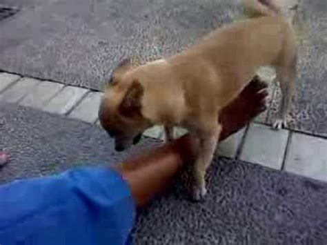 Anjing Jilat Memek Xxx - Gadis jepang di entot anjing - 02 Maret 2024
