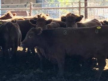 IN BUSINESS. (903) 564-3692. 23018 Us Highway 377. Whitesboro, TX 76273. OPEN NOW. From Business: EE Ranches specializes in cattle breeding and sells farm animals to customers. The ranch has expertise in the area of breeding bulls. It sells a variety of bulls…. Showing 1-11 of 11.. 