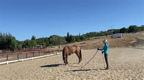 Gaited Horse Training - How to Use Surcingle and Side Reins