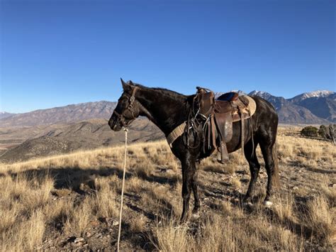 Gaited Rocky Mountain Horses for Sale - FREE Ads