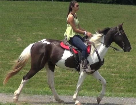 Gaited horses for sale in alabama. 14.1. My Sweet Annie, Annie, is a 12yo 14.2hh red dun Quarter Pony/Gaited cross mare looking for her new partner. Annie loves to trail ride, alone or in a group…. View Details. SOLD. EquineNow listing of gaited horses for sale in maine. 