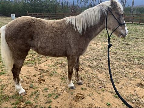 Color. Red Roan. Height (hh) 14.2. Meet the little horse 