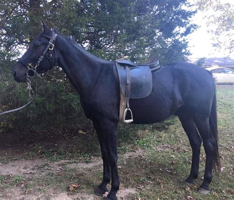 Fancy Roan, Ranch/Trail Ready. Dolls Smoker Hancock is a 2016 AQHA gelding standing 16h. He is one hand b.. Red Roan. Quarter Horse. Gelding. 7. Hardinsburg, IN. $3,500..