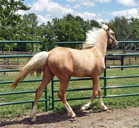 Kentucky mountain mare. $10,000. Nashville. 