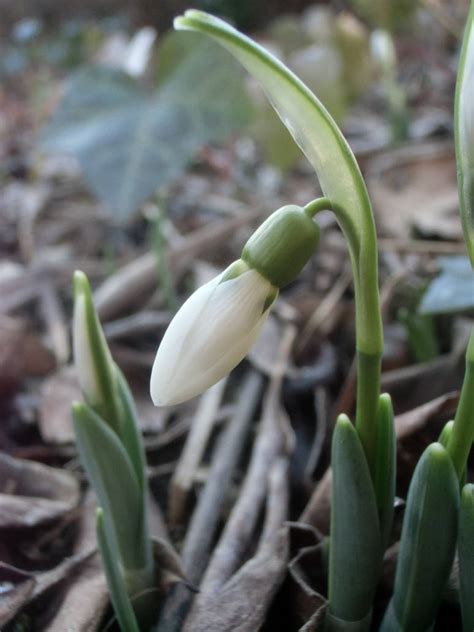 Galanthus Jan 22 - srgc.org.uk