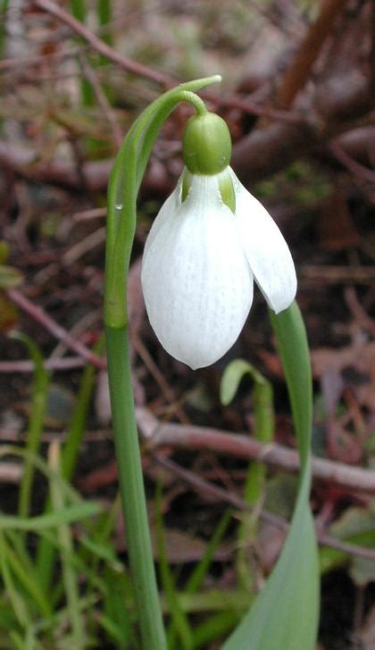 Galanthus North American Rock Garden Society