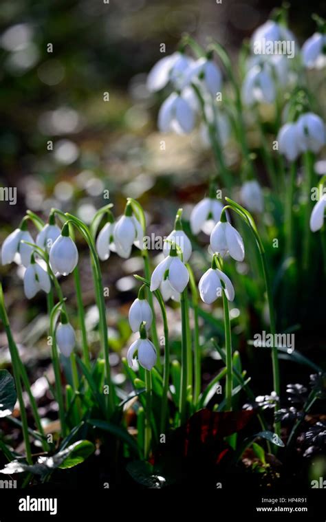 Galanthus greatorex double snowdrop Stock Photos and Images