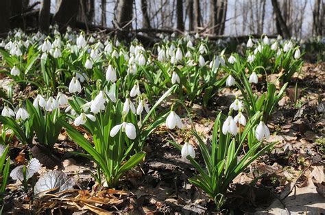 Galanthus plicatus - Wikipedia