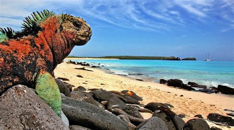 Galapagos que es. A partir de esa fecha, las Galápagos fueron una especie de tierra de nadie en la que hallaron refugio piratas y bucaneros (generalmente ingleses), que las ... 
