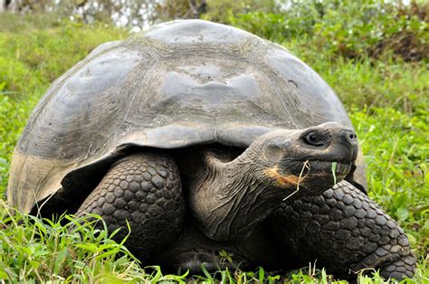 Galapagos tortoise experts guide tortoises of the world series vol 6 first edition. - Coding manual for qualitative researchers saldana.