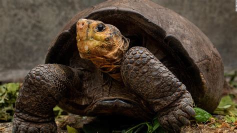 Galapagos tortoise species was thought to be extinct until a