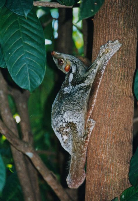 Galeopterus variegatus - Malayan Colugo - Taxo4254 - Wiki.nus