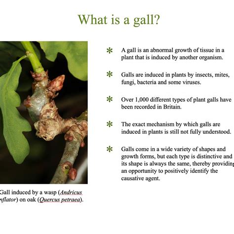 Gall Definition, Meaning & Usage FineDictionary.com