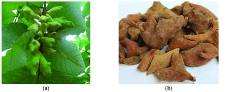 Gallnut scientific name.  Chinese sumac is a shrub.  from publication: Optimization Technology...