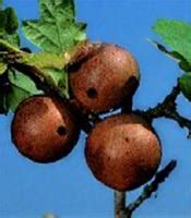 Gallnut tree.  These adaptable trees thrive in poor soils, produce valuable gallnuts,...