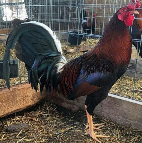 Kentucky Gamefowl Farm, Frankfort, Kentucky. 22,985 likes · 4 talking about this. Producer of breeding quality gamefowl since 1979. All fowl produced for breeding purposes only.. 