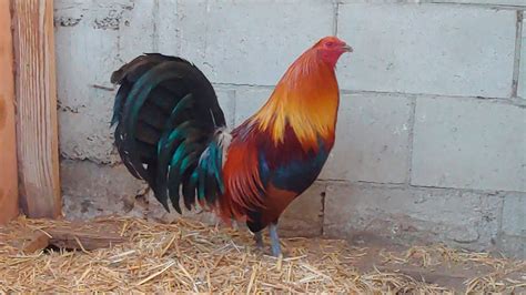 Gallos hatch mclean. Feb 4, 2019 - Explore Guadalupe Hugo Rodriguez's board "McLean Hatch" on Pinterest. See more ideas about mclean hatch, game fowl, rooster breeds. 