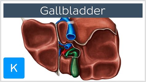 Your gallbladder is a small, pear-shaped orga