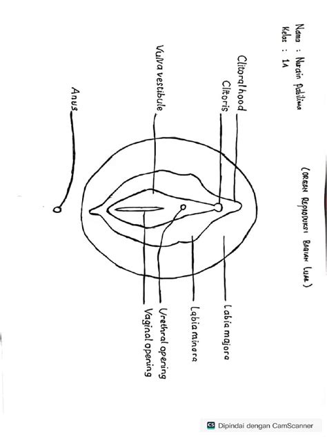 Gambar vagina negro. .  ...