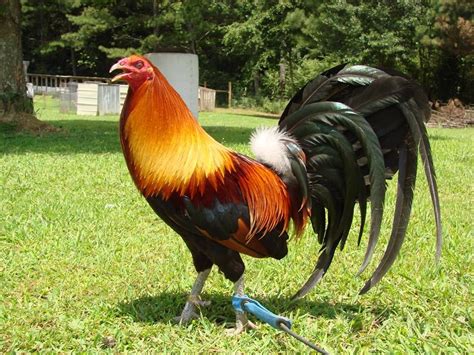 Game chickens craigslist. refresh the page. ... 