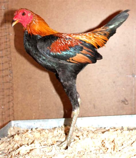Call us at Blue Star Ranch where we offer "eggspert" advice on caring for chickens. We raise and care for "natural" chickens that are not fed commercial foods, rather natural bugs, grains and green plants grown naturally near the Brenham Texas area. Our chickens are not caged, nor debeaked. We offer only natural medications for our chickens .... 