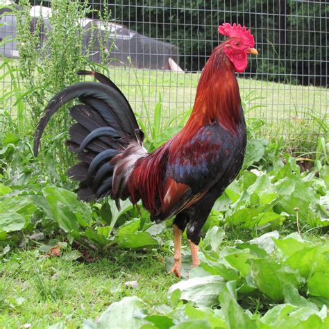 Quality Gamefowl for Breeding. Located in Mississippi, USA. Mug. All-around excellent chickens. More Information. Leiper. Crosses well with Mugs. More Information. 