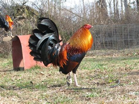 Chandler Gamefowl Farm is in Northeast Alabama and provides chicks, eggs, and gamefowl.. 