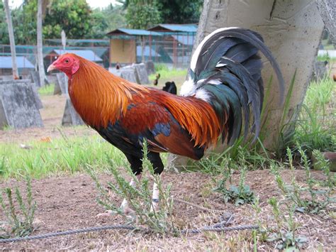 craigslist For Sale By Owner "game fowl" for sale in Houston, TX. see also. Gamefowl/ Game fowl Roosters/ Gallos/ Massa Hatch and more. $0. DAYTON, TX game chickens chicks. $10. Crosby Gamefowl for sale. $60. Conroe Spangled Asils AND RAMPURI ASILS. $0. conroe/ new Caney .... 