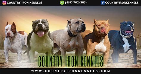 Game pitbull kennels in sc. .  ...