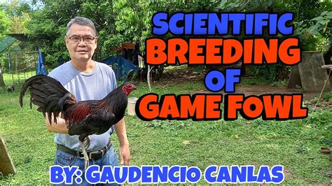 Gamefowl Parr Harry - cap.venditaappartamenti.perugia.it