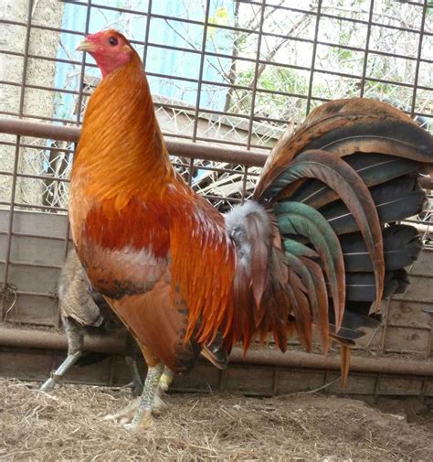 Gamefowl farm for sale. .  ...