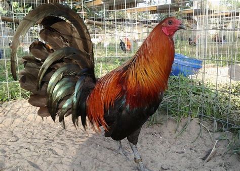 Jeremiah Jerry Low gamefarm. Jeremiah Jerry Low gamefarm. 5,714 likes · 55 talking about this. These fowl are American Heritage breeds only and not intended for illegal uses and are...