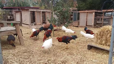 Gamefowl farms in the united states. American game fowl breeder farm tour. Top breeds like Shubin hatch, yellow leg hatch, brownred, whitehackle, Kelso and White Russian hatch. Chicken coops and... 